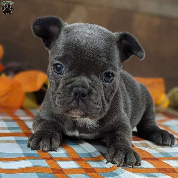 Louise, Frenchton Puppy